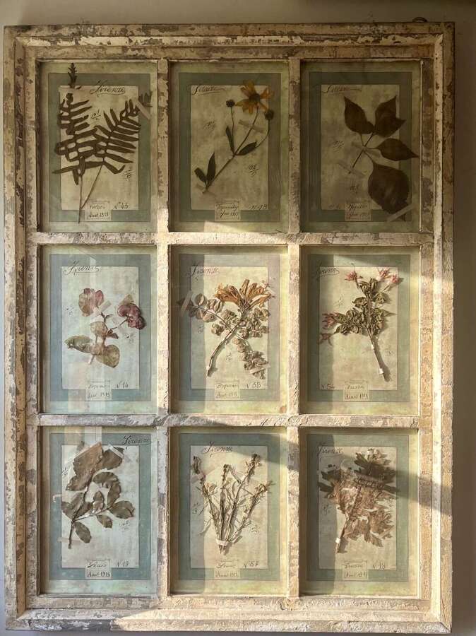 Framed Antique Italian Botanical Specimens, Florence, 1913