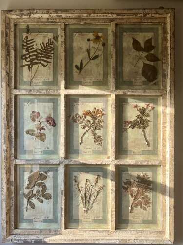 Framed Antique Italian Botanical Specimens, Florence, 1913