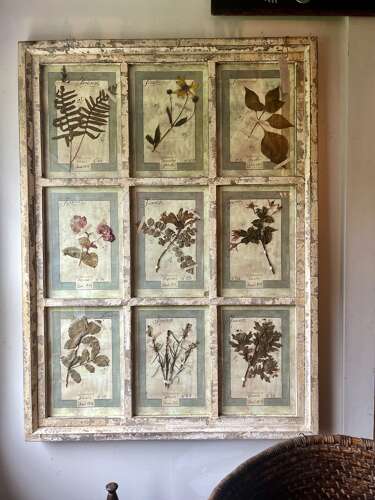 Framed Antique Italian Botanical Specimens, Florence, 1913