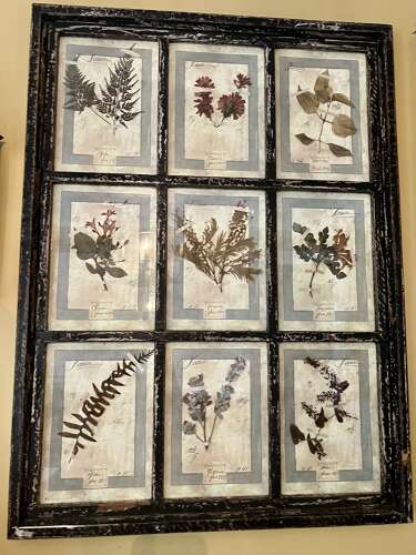 Framed Antique Italian Botanical Specimens, Florence, 1913