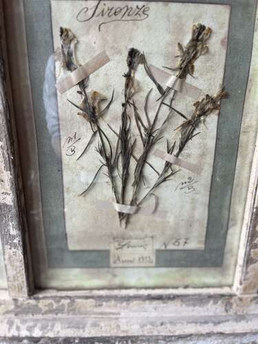 Framed Antique Italian Botanical Specimens, Florence, 1913