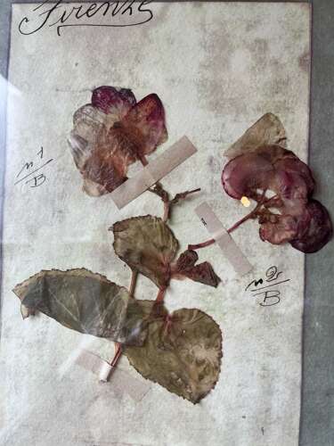 Framed Antique Italian Botanical Specimens, Florence, 1913