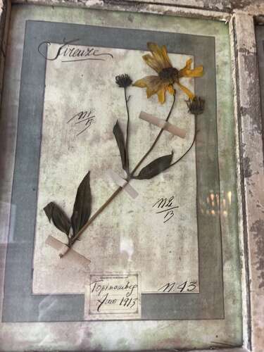 Framed Antique Italian Botanical Specimens, Florence, 1913
