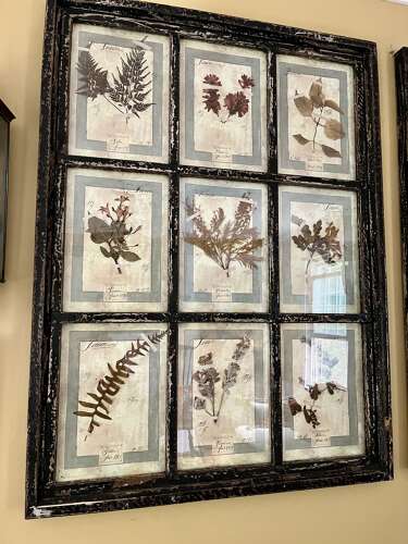 Framed Antique Italian Botanical Specimens, Florence, 1913