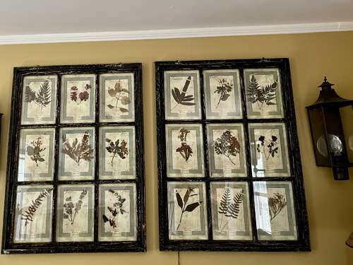 Framed Antique Italian Botanical Specimens, Florence, 1913
