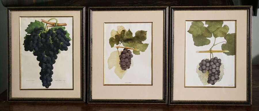 American Botanist Prints 1906