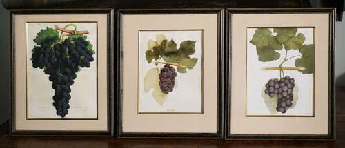 American Botanist Prints 1906