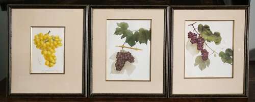 American Botanist Prints 1906