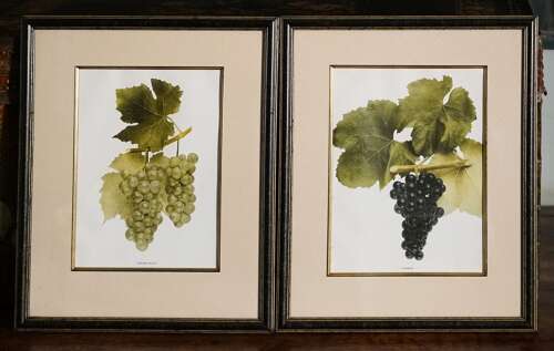 American Botanist Prints 1906